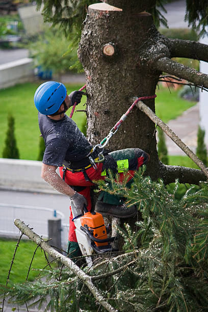 Best Hedge Trimming  in Fort Hall, ID